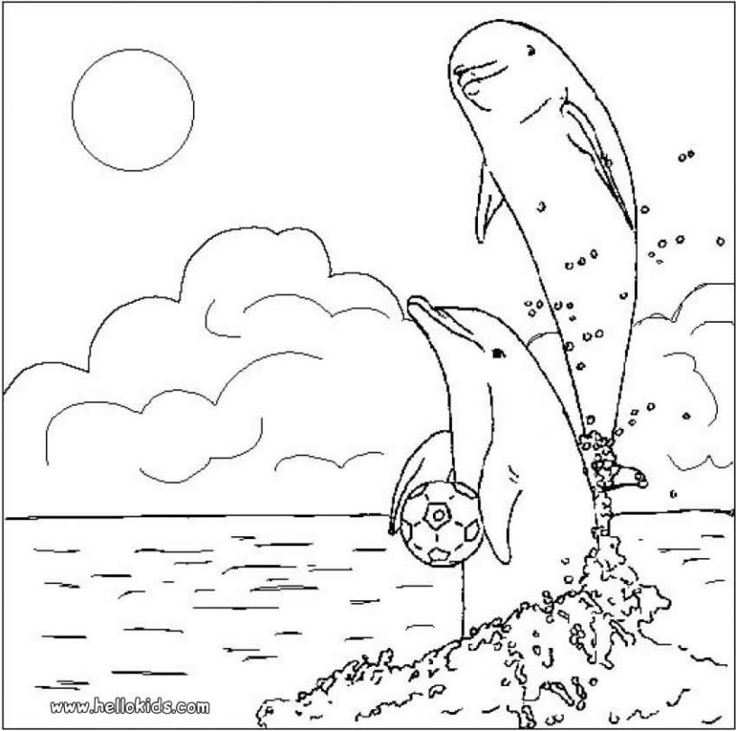 816x811 Dolphins In Love Coloring Page Nice Coloring Sheet Of Sea World