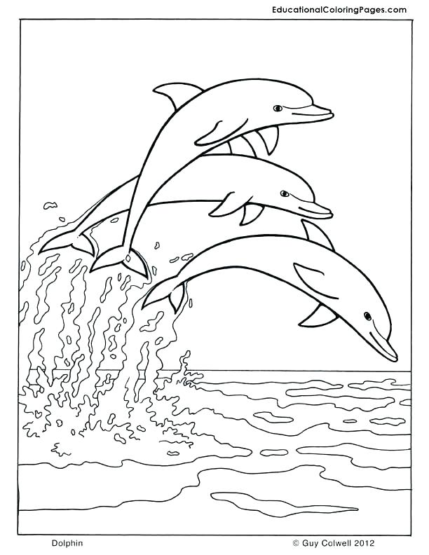612x792 Dolphin Print Out Coloring Pages Dolphin Tale Pictures To Print