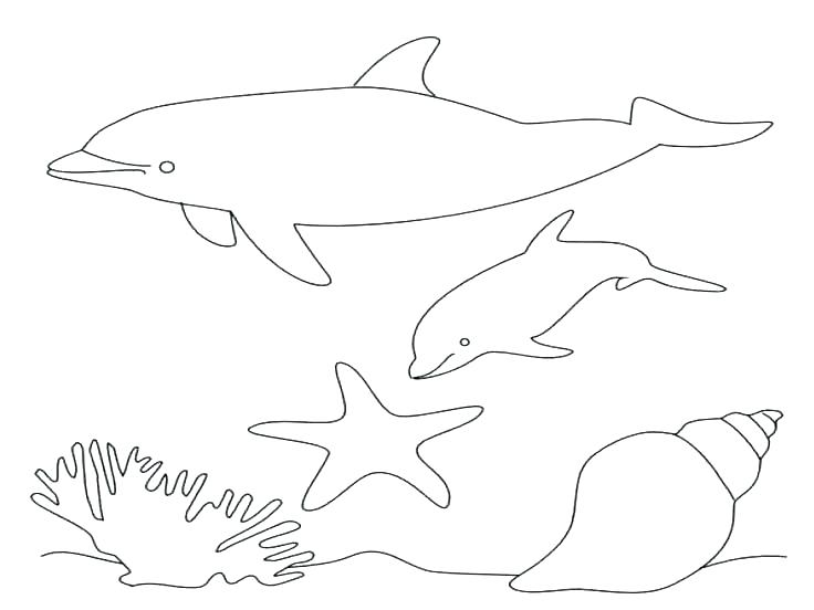 736x552 Dolphin Tale Coloring Pages Dolphin Coloring Book In Addition