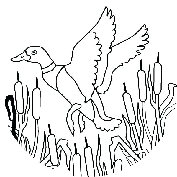 600x600 Coloring Pages Duck Picture Of A Duck To Color Duck Color Page