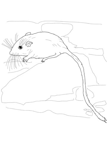 360x480 Desert Pocket Mouse Small Coloring Page
