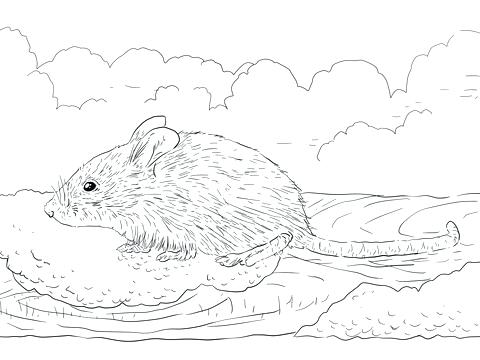 480x360 Dormouse Animal Coloring Pages Common House Mouse Eats Coloring