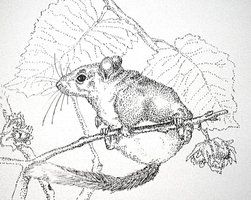 251x200 Dormouse