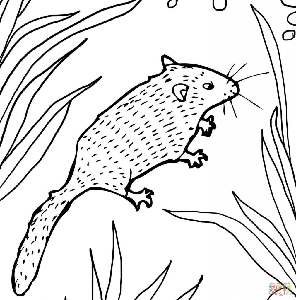 1011x1024 Download Dormouse Coloring Page