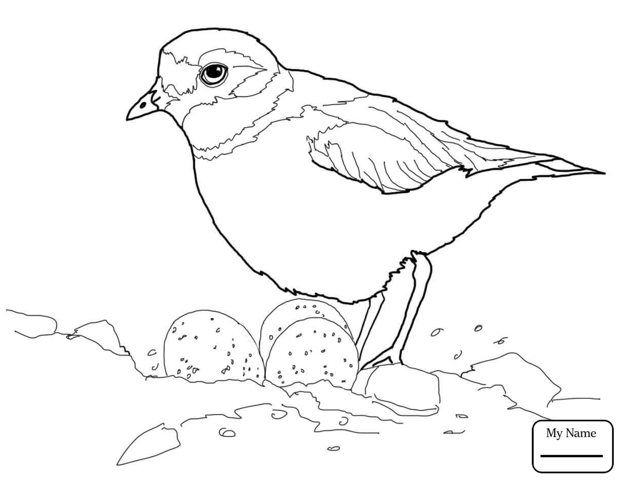 1224x947 Piping Plover Coloring Pages Free Coloring For Kids