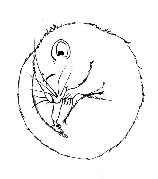 670x757 Line Drawing Dormouse