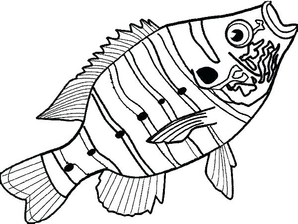 600x450 Double Bass Colouring Page Fish Outline Free Download Best