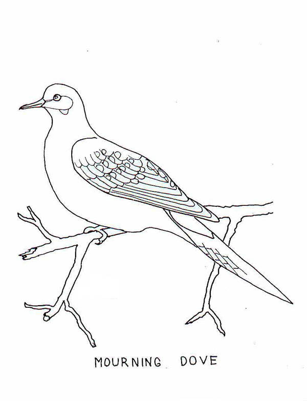 600x783 Mourning Dove Clipart Black And White