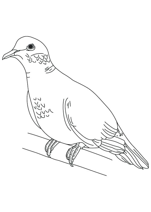 613x860 Doves Coloring Pages