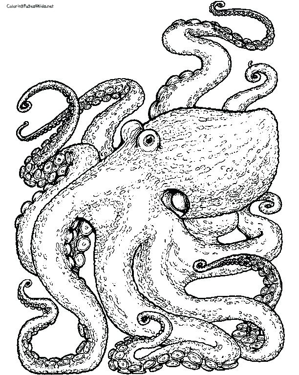 612x768 Octopus Coloring Page Octopus Coloring Page For Preschoolers