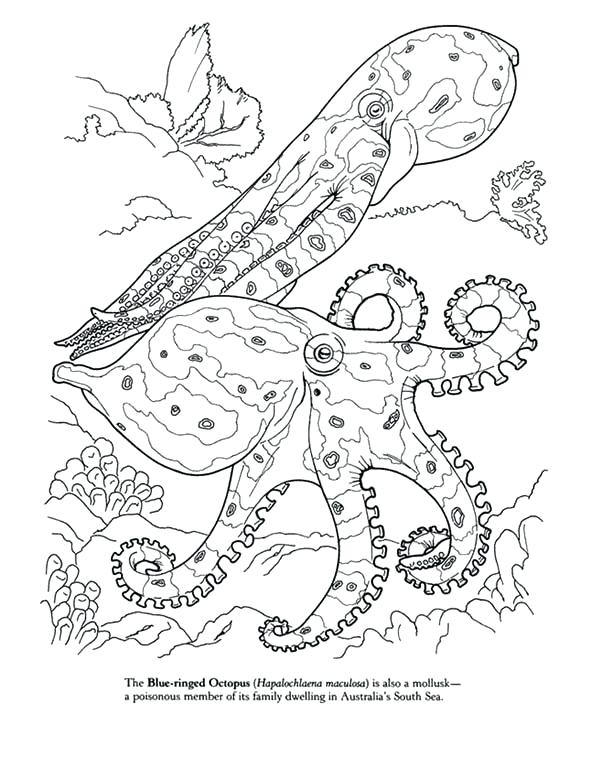 600x781 Octopus Coloring Pages