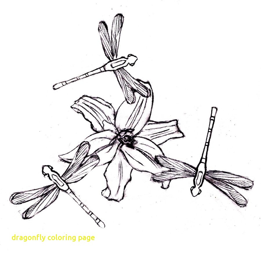 900x876 Dragonfly Coloring Pages Free Showy For Adults Wagashiya