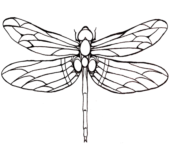 580x508 Dragonfly Pictures To Color Dragonfly Coloring Page Coloring