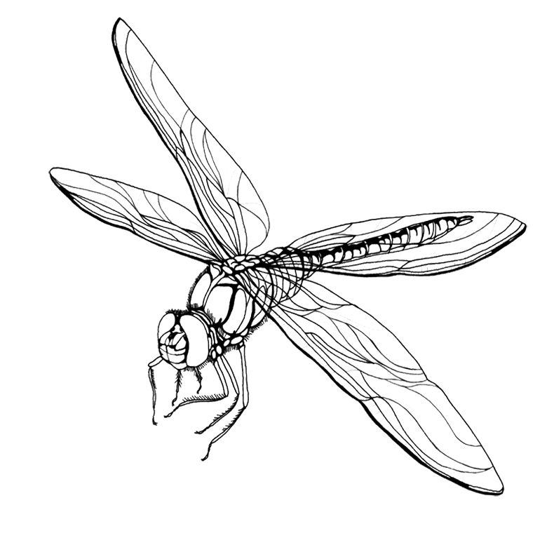 780x787 Free Printable Dragonfly Coloring Pages For Kids Kids Coloring