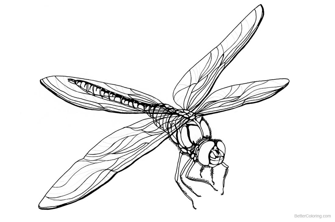 1100x730 Realistic Dragonfly Coloring Pages