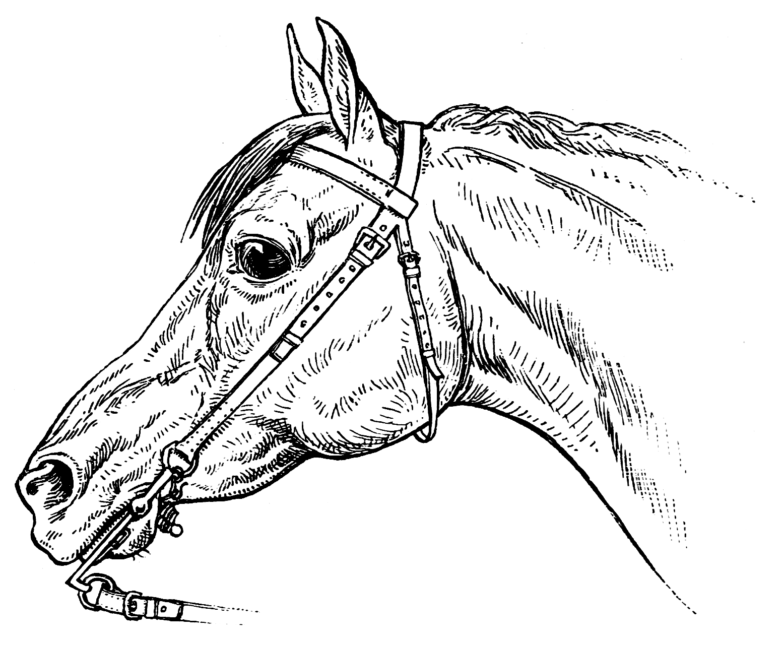 1556x1280 Coloring Pages Horsemanship For Women The Equinest