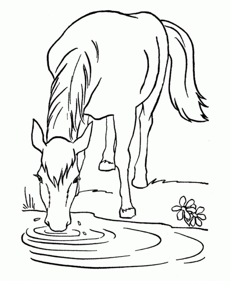 735x900 Horse Drinking Water From The River Coloring Pages Animal