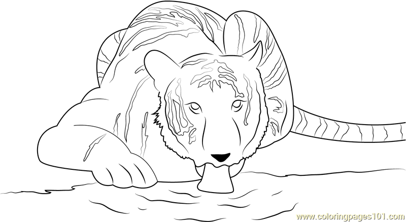 800x438 Tiger Drink Water Coloring Page