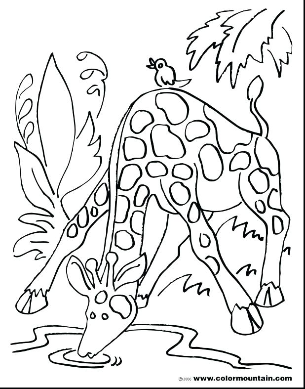 618x787 Water Cycle Coloring Sheet Top Rated Water Cycle Coloring Page