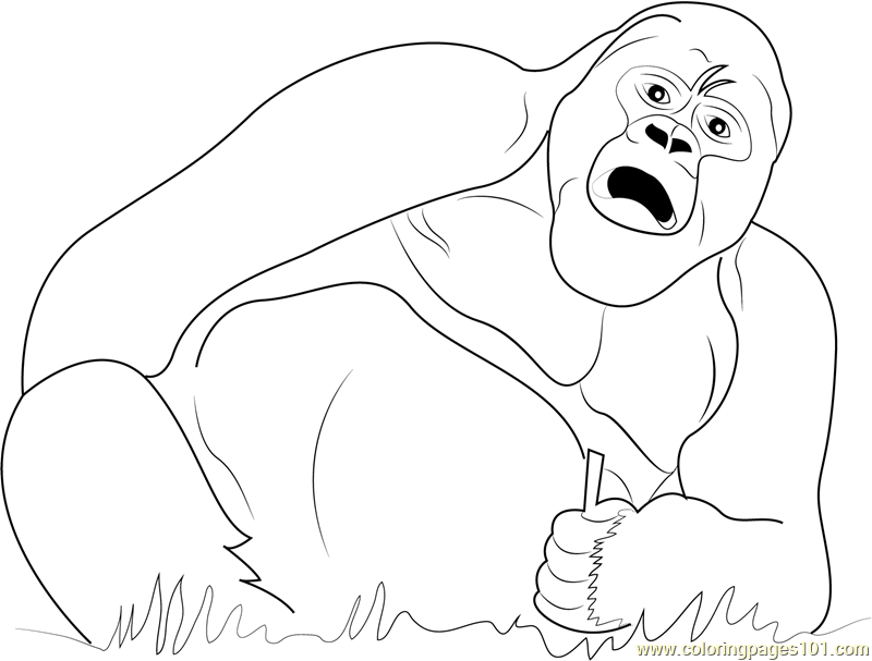 800x607 Drunk Gorilla Coloring Page