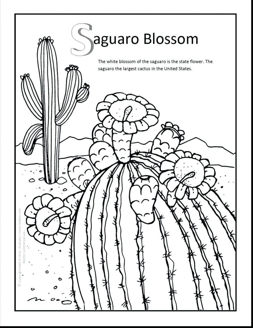 878x1137 Astonishing Saguaro Blossom Coloring Page Printout Marvellous