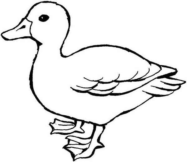 600x521 Mother Of Duck Coloring Page