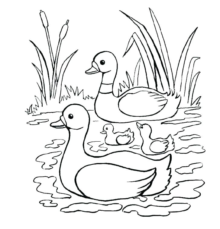 728x760 Duck Coloring Pages Duck Coloring Pages Duck Coloring Pages