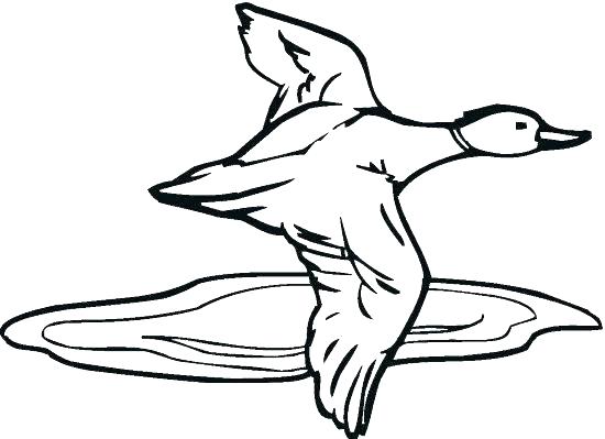 550x399 Duck Hunting Coloring Pages