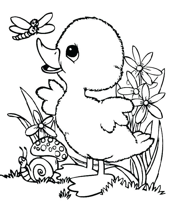 591x709 Cute Duck Coloring Pages Drawn Duck Baby Duck Cute Baby Duck