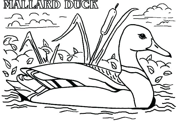 600x453 Coloring Pages Duck Coloring Images Of Duck Duck Pictures To Color