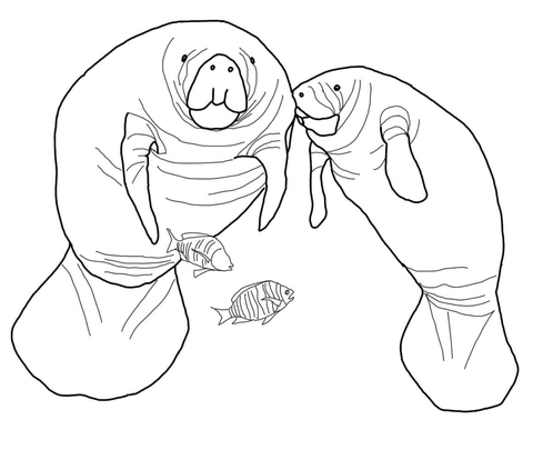 480x414 Manatee Coloring Page Educational Coloring Pages