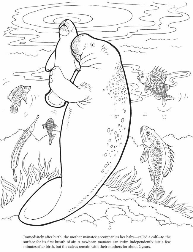 650x849 Unthinkable Manatee Coloring Page Best Pages Images