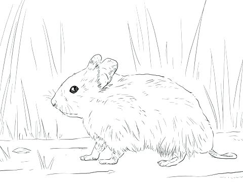 480x360 Hamster Coloring Pages Coloring Pages Of Hamsters Click To See