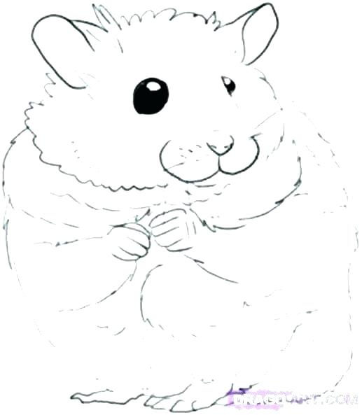 517x593 Hamster Coloring Pages Hamster Coloring Pages Eating Pencil