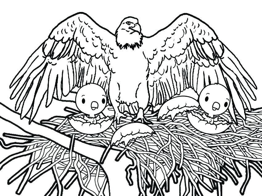 850x638 Coloring Pages Of Eagles Coloring Pages Eagles Printable Bald