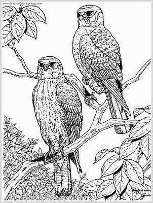 302x400 Eagle Coloring Pages For Adult Coloring Eagle