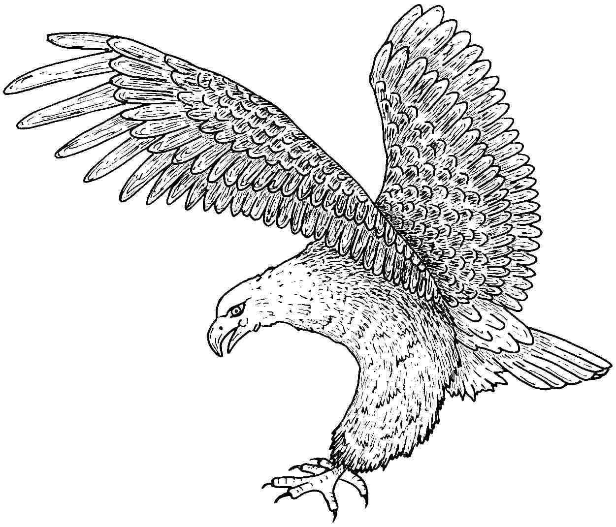 1251x1071 Free Printable Eagle Coloring Pages For Kids