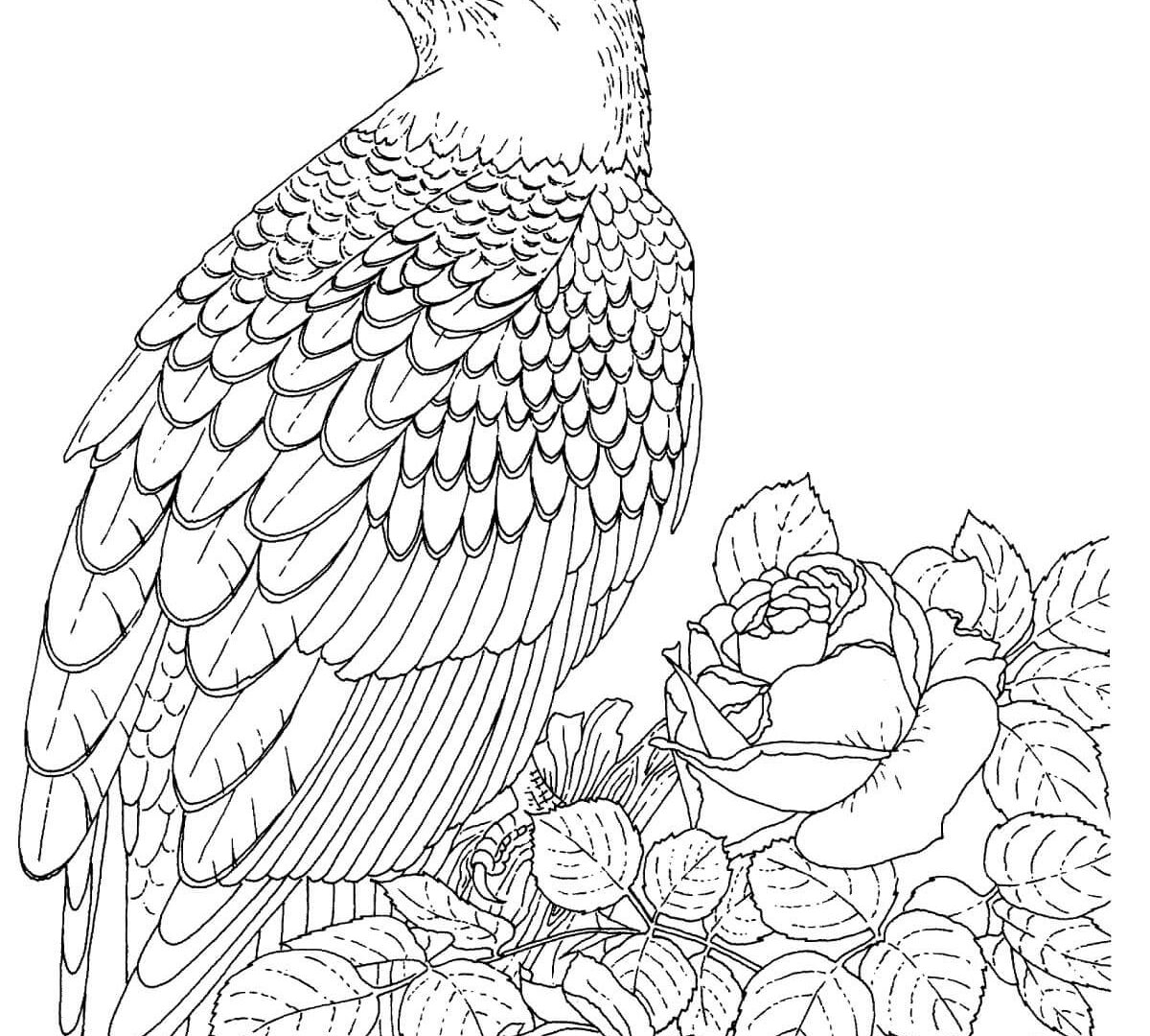 1200x1080 Realistic Bald Eagle Coloring Page Free Printable Animals Harpy