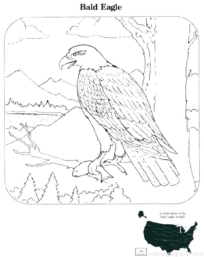 650x820 Bald Eagle Coloring Pages Printable Bald Eagle Color Sheet S Free