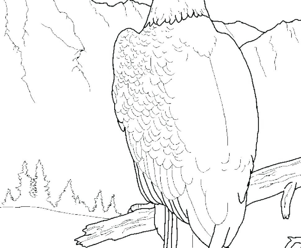 970x800 American Eagle Coloring Page Printable Harpy Pages For Kids Free