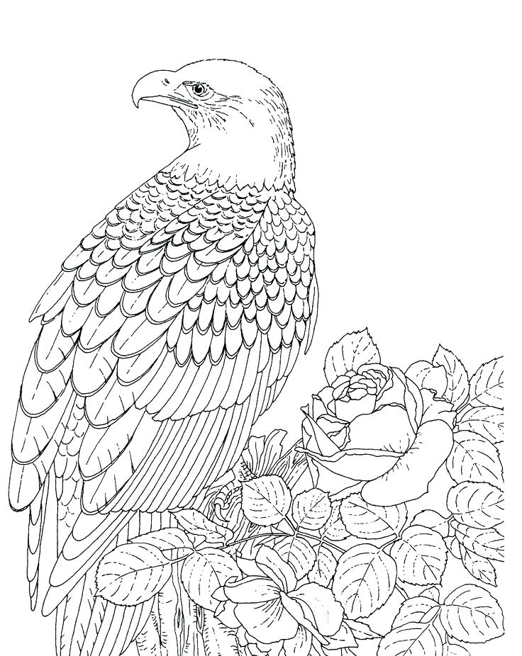 736x926 Bald Eagle Coloring Pages Eagle Color Sheet Bald Eagle Coloring
