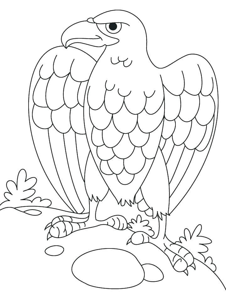 720x955 Coloring Pages Of Eagles Eagle Coloring Pages Harpy Eagle Coloring
