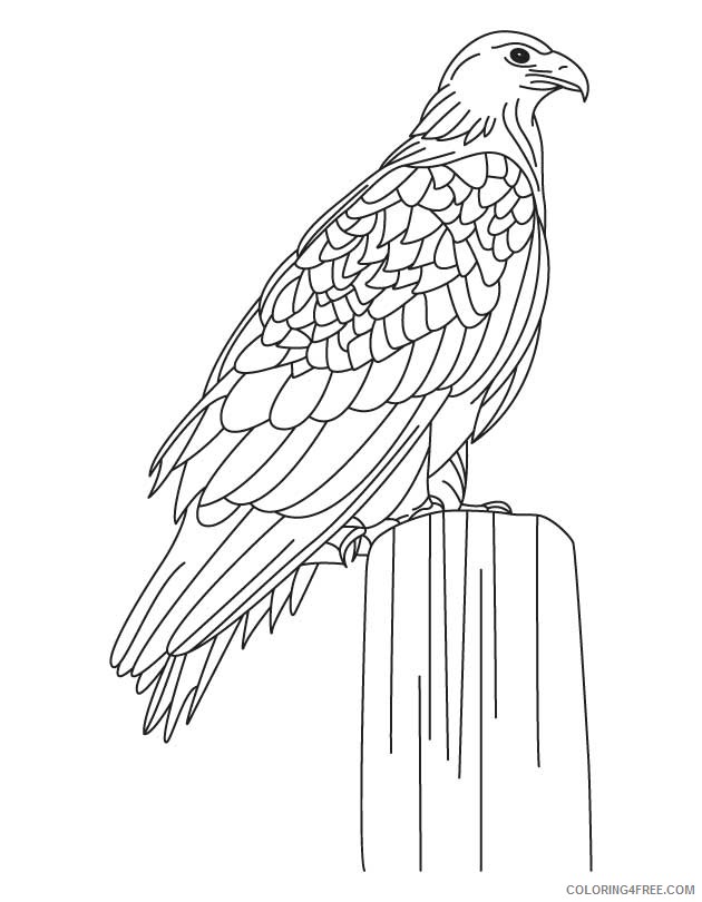 630x810 Eagle Coloring Pages To Print