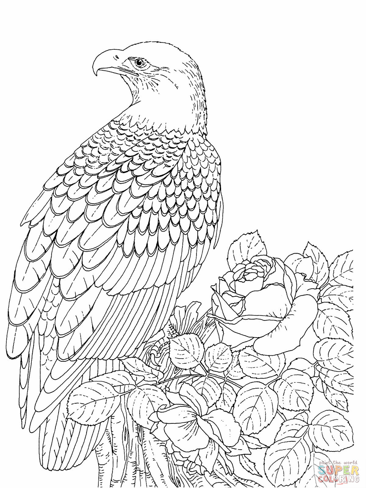 1200x1600 Bald Eagle Coloring Pages To Print For Picture