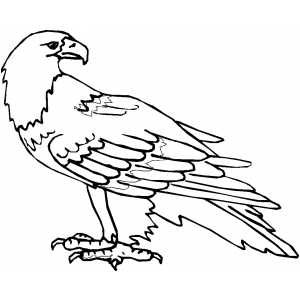 300x300 Calm Eagle Coloring Page