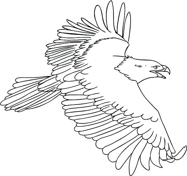 600x562 Bald Eagle Coloring Page Icontent