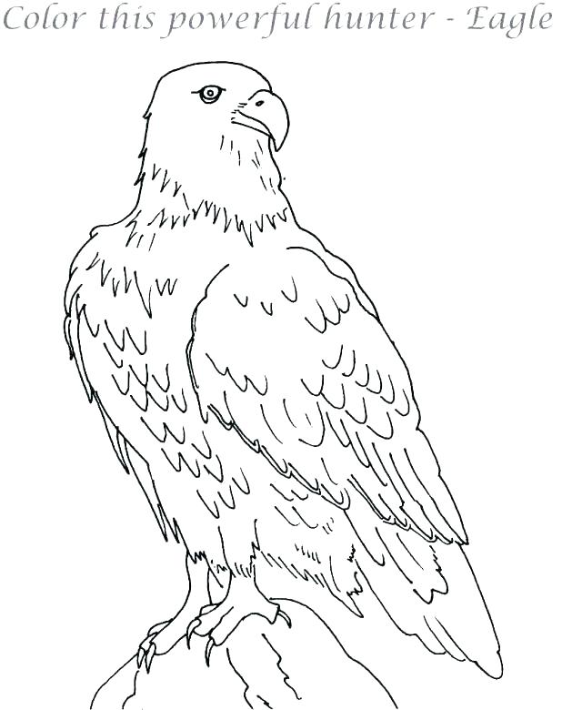 618x780 Eagle Coloring Page Ing Ing S Ing Eagle Feather Coloring Page