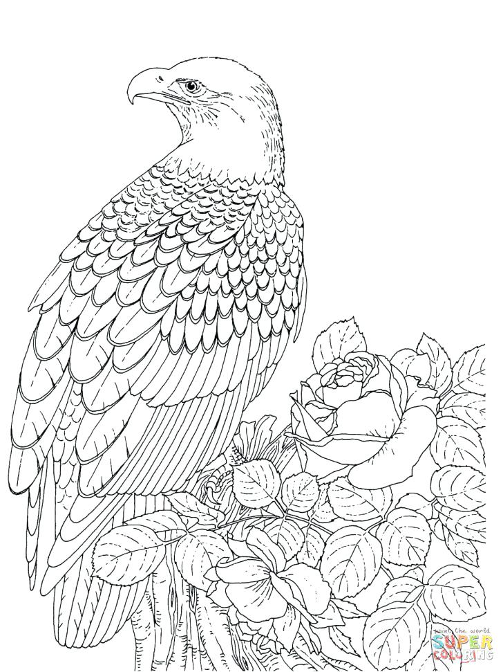 728x971 Eagle Coloring Pages Bald Eagle Coloring Page With Wallpaper Wide