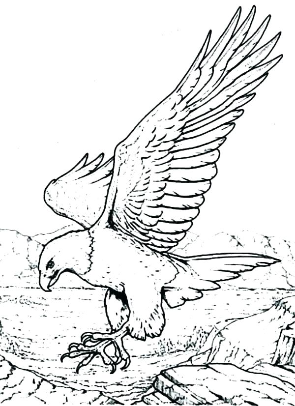 600x826 Eagle Coloring Pages Eagle Color Page Golden Eagle In Flight