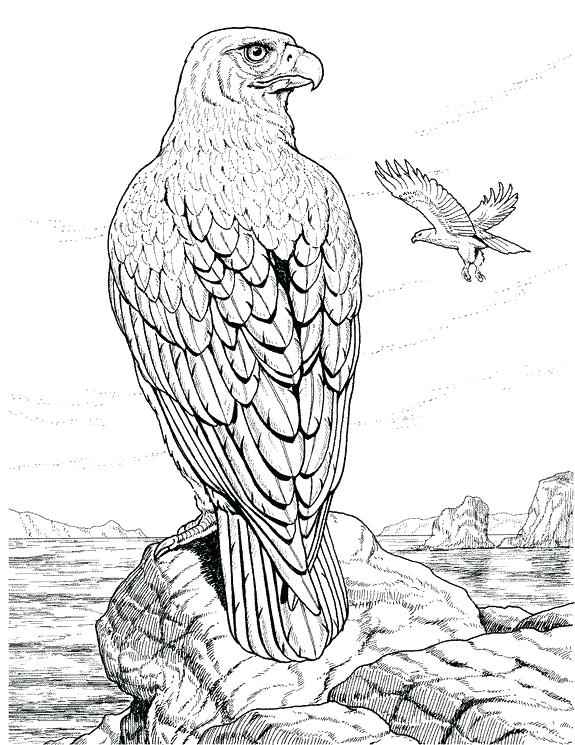 575x745 Eagle Coloring Pages Eagle Flying Coloring Pages